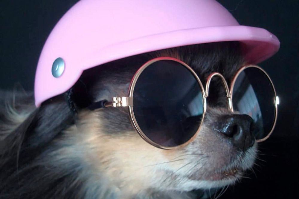 Legalmente puedes llevar tu mascota en moto, pero debes ubicarla en un lugar adecuado