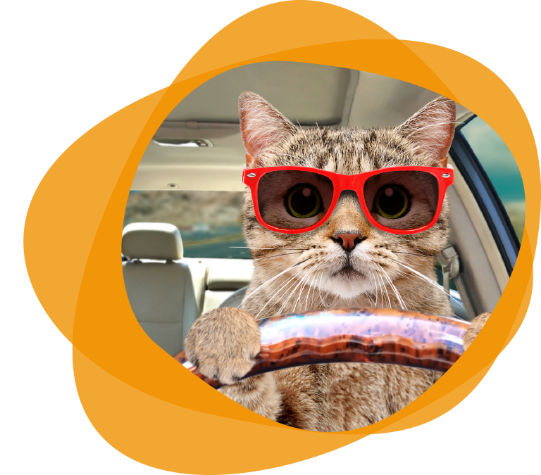 Imagen-Gato